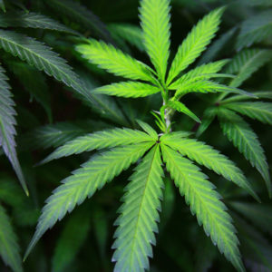 marijuana_gibson